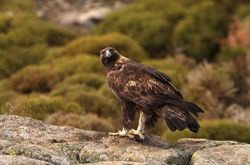 Adult female of Golden eagle. Aquila Chrysaetos
