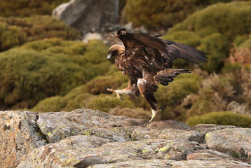Adult female of Golden eagle. Aquila Chrysaetos
