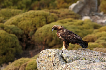 Old male of Golden eagle. Aquila chrysaetos
