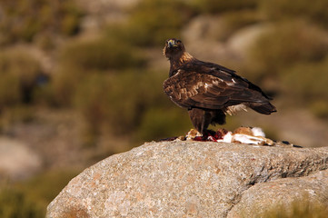 Adult male of Golden eagle. Aquila chrysaetos 