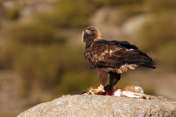 Six or seven  years old male of Golden eagle. Aquila Chrysaetos