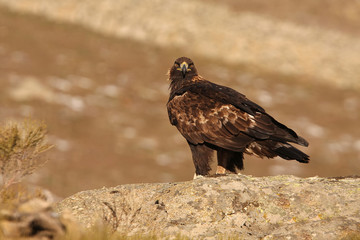Adult female of Golden eagle. Aquila chrysaetos
