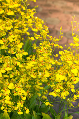 Spring background with beautiful yellow flowers in garden.
