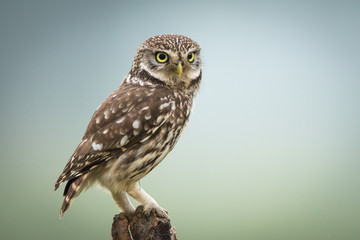 Little Owl