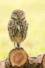 Little Owl