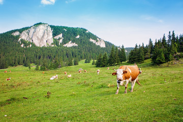 Fototapeta na wymiar Cow in the fields looking on
