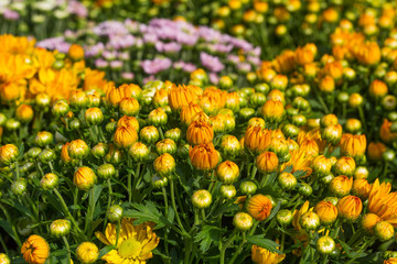 Spring background with beautiful yellow flowers in garden.