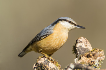 Sitta europaea