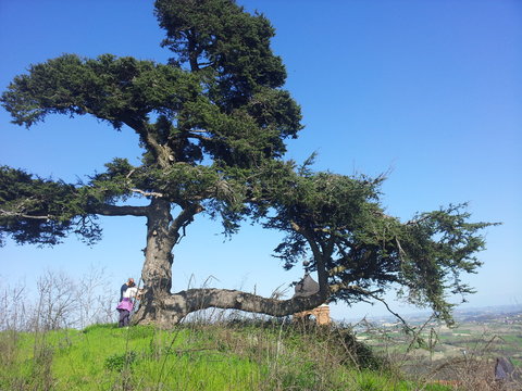 albero secolare cedro del libano