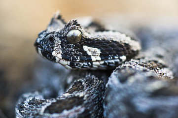 Southern Adder