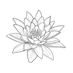 Floral Water Lily. Vector line style - 131921987