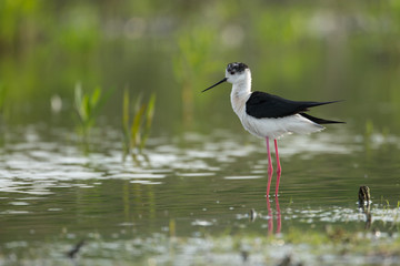 Black-winged Stilt