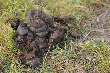 Pferdehaufen Kot
