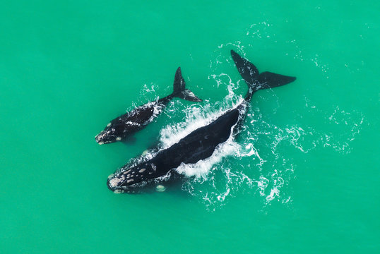 Southern Right Whale with her calf resting on the surface