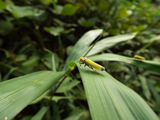 ツマグロオオヨコバイ