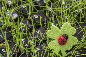 Tastatur, Kleeblatt, Marienkäfer rechts