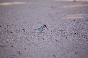 Japanese tit (Parus minor)