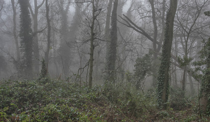 trees in the fog