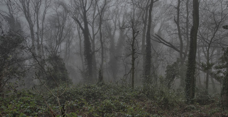 trees in the fog