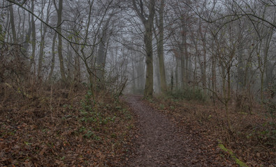 Path through foggy woods