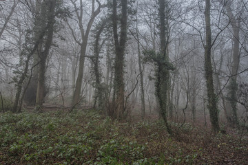 Trees in the fog