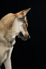 Tschechoslowakischer Wolfhund