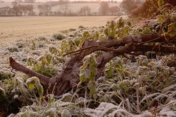 Frosty field at sunrise 