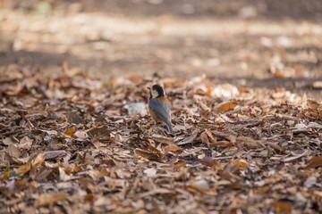 Varied Tit (Sittiparus varius)