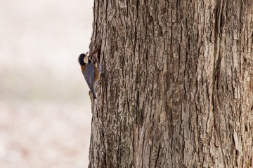 Varied Tit (Sittiparus varius)