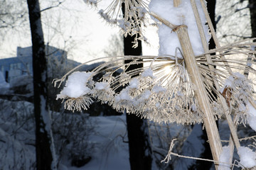 Fototapeta na wymiar Grass in snow in a winter day