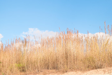 Fototapeta premium dry brown reeds against blue sky and cloud