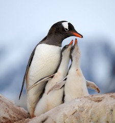 Gentoo penguins, Antarctica