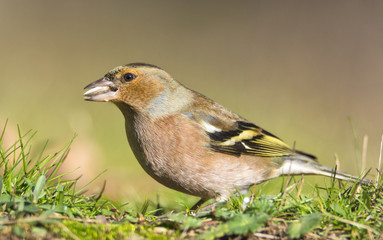 Fototapeta premium Fringilla coelebs