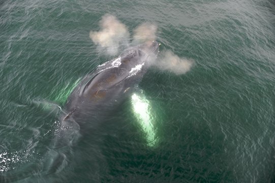 Humpback Whale, Antarctica