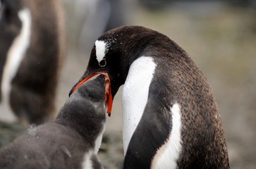 Gentoo penguin feeding © Chris