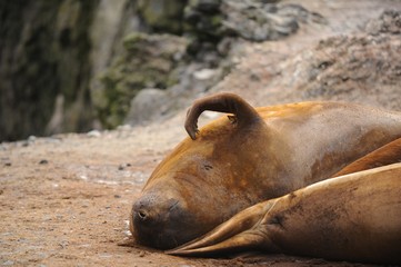 Walrus, Antarctica