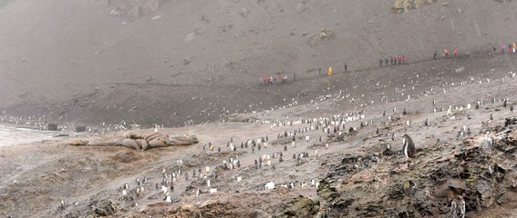 Gentoo penguins and Walruses, Antarctica