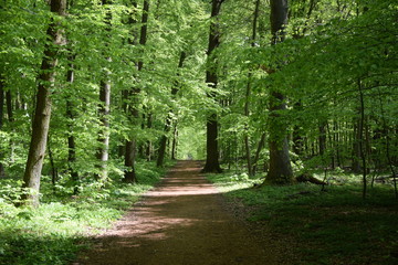 Waldweg