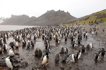 Chinstrap penguins, Antarctica