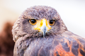 Greifvogel