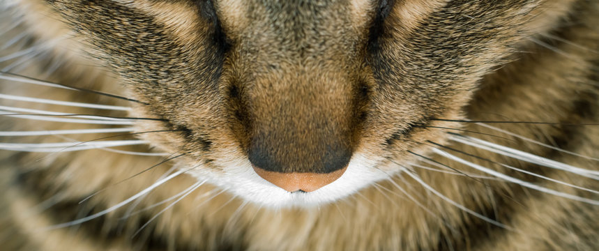 chat en macro