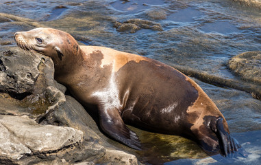 California Sea Lion (Zalophus californianus) in La Jolla Beach, California