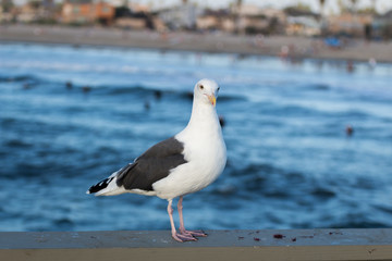 Curious Sea Gull with Coastline of San Diego in Background