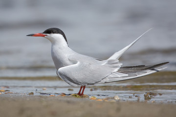 Common Tern