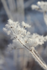 Winter. Beautiful plant with hoarfrost against the blue sky . Seasons