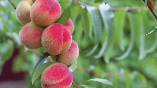 Ripe Peaches on tree in the orchard shaking on the hard wind. Ecological organic agriculture.