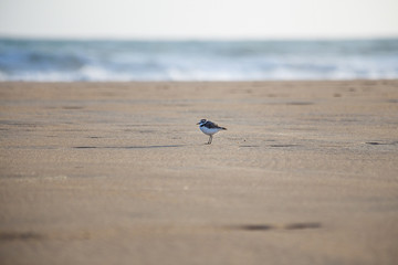 Sandregenpfeifer-Strand-Meer-2