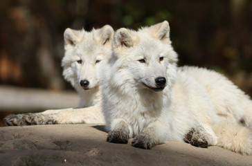 Obraz premium deux loups au repos