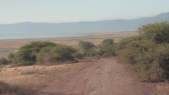 CLOSE UP: Lush bushes growing along dusty road descending into Ngorongoro