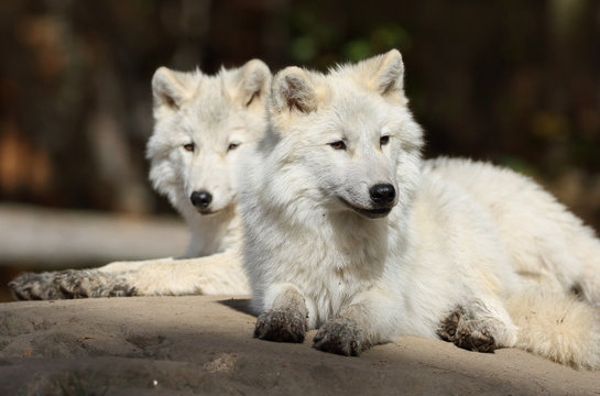 Fototapeta deux loups au repos